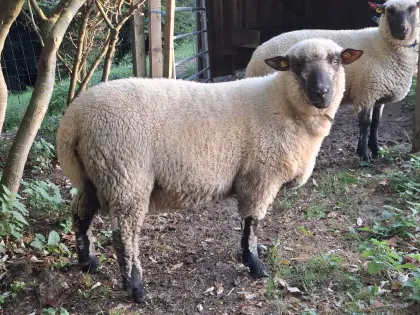Shropshire Zuchtwidder