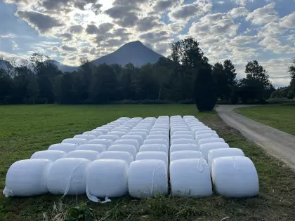 Maissilage-Ballen zu verkaufen, beste Qualität