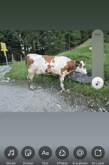 Fleckvieh Jungkuh