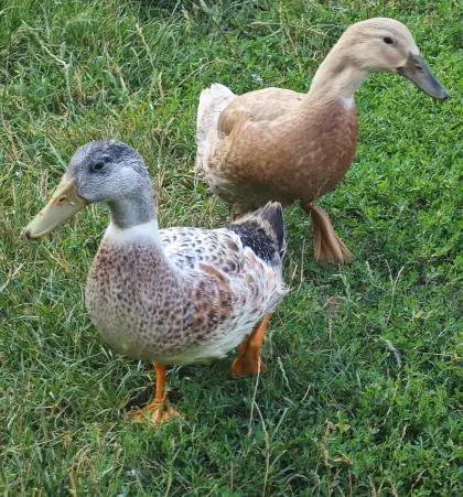 Laufenten, Haubenenten, Enten