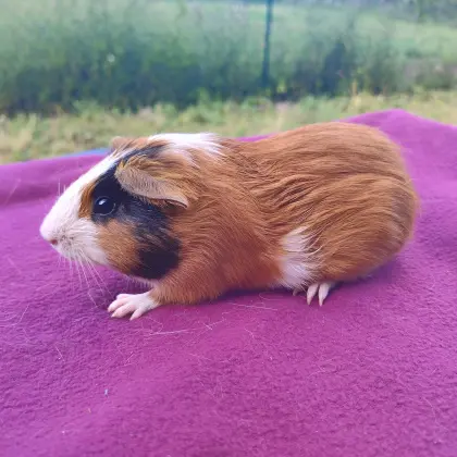 Meerschweinchen-Böcke, verschiedene Auswahl