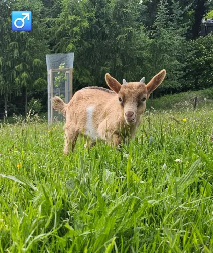 Ziegenbock verkaufen