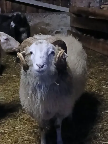 Waldschaf-Zuchtwidder