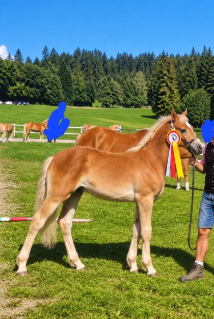Haflingerhengstfohlen nach "Arsenal"