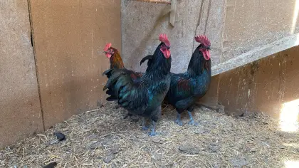 Marans und Mix-Hähne zu verschenken