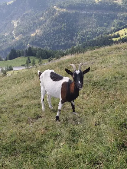 Tauernschecken, kein HB