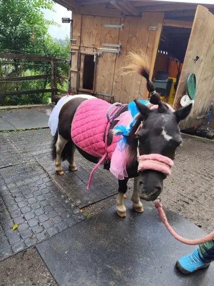 Pony zur Verfügung