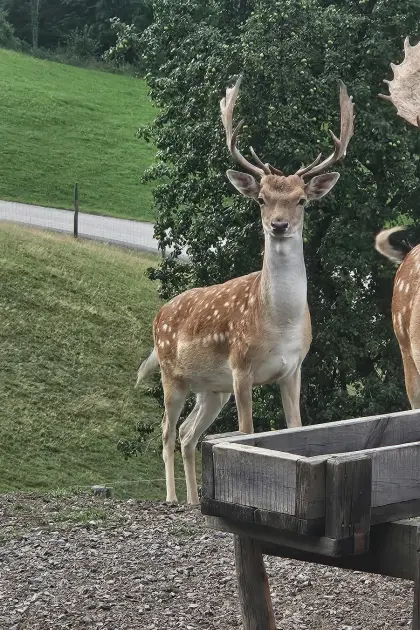 Damhirsch, Damwild