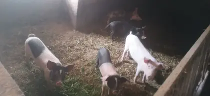 Ferkel
