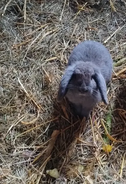 Kaninchen Mini Lop Böcke