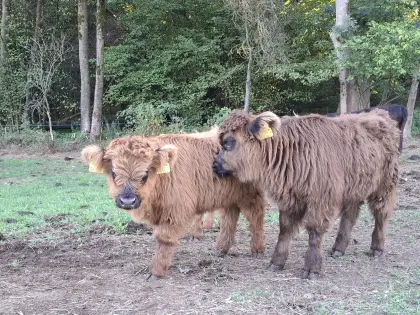 Hochlandrind-Kalb