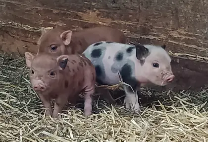 Minischwein-Ferkelchen