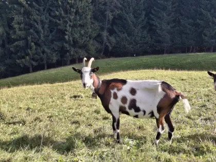Tauernscheckenziegen