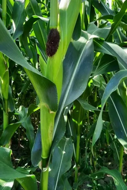 Silomais ab Feld zu verkaufen