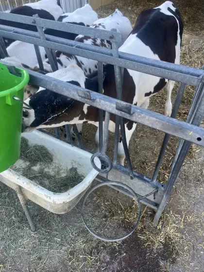 Bio-Stier HF