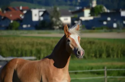 Haflinger Hengstfohlen