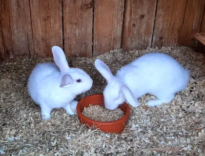 Zwergkaninchen
