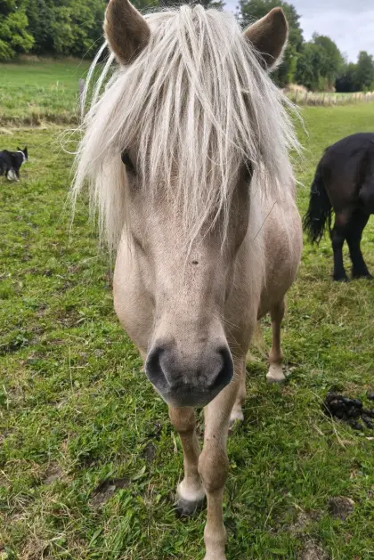 6-jähriger Isländerwallach, eine richtig coole Socke