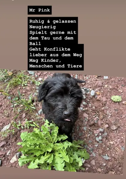 Hirtenhundwelpen, Bergamasker