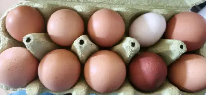 Eier