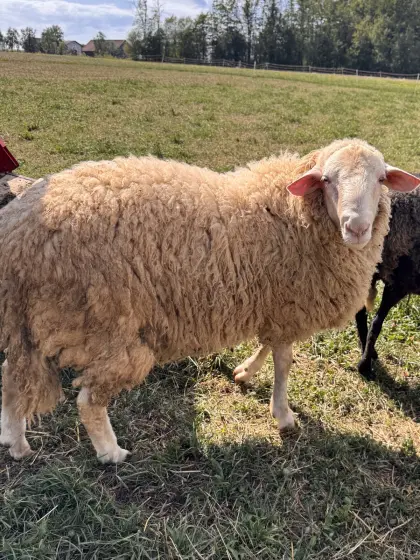 Waldschafbock abzugeben