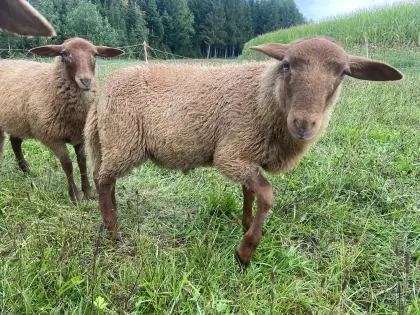 Coburger Fuchsschaf-Lämmerböcke