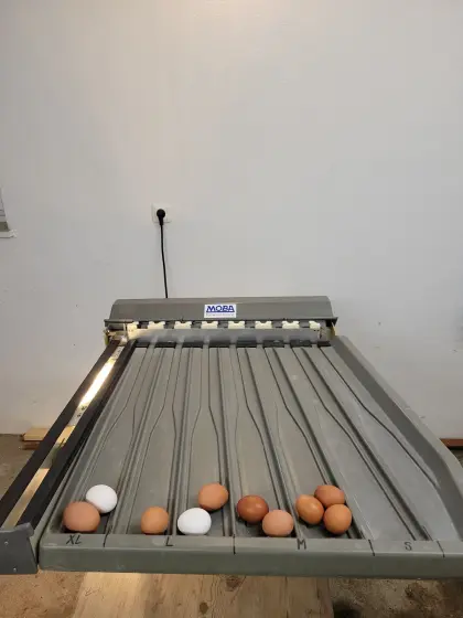 Eiersortiermaschine