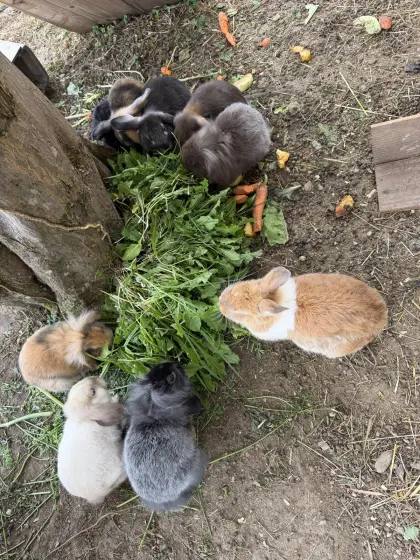 Kaninchen