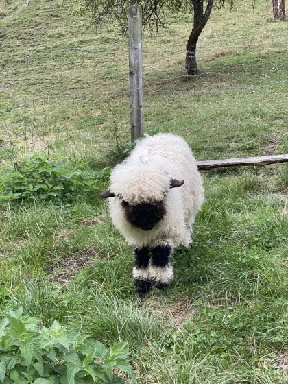Walliser Schwarznasen