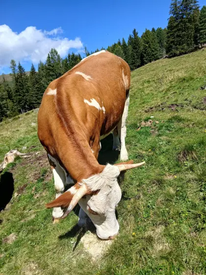 Trächtige Kalbinnen