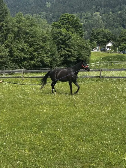Reitbeteiligung gesucht
