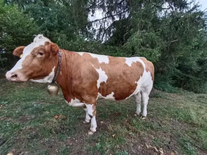 Verkaufe trächtige BIO-Kalbin