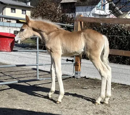 Haflinger Hengstfohlen Mailo