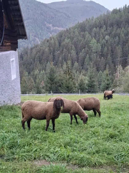Braune Hb-Jungschafe