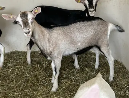 Ziegenkitz