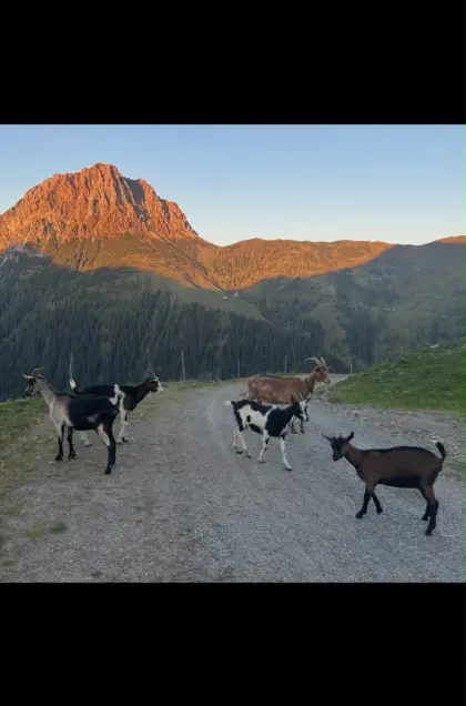Ziegen