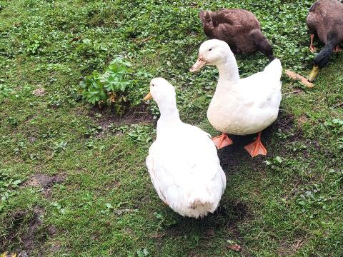 Peking-Enten-Paar