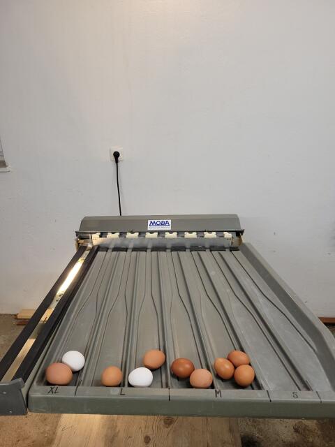 Eiersortiermaschine