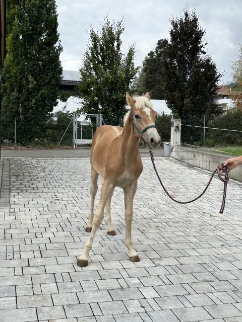 Haflinger Hengstfohlen
