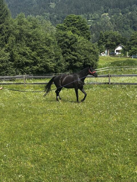 Reitbeteiligung gesucht