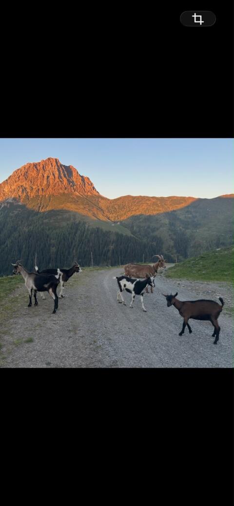 Ziegen
