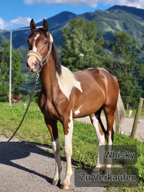 "WHISKY the CHAMPION"