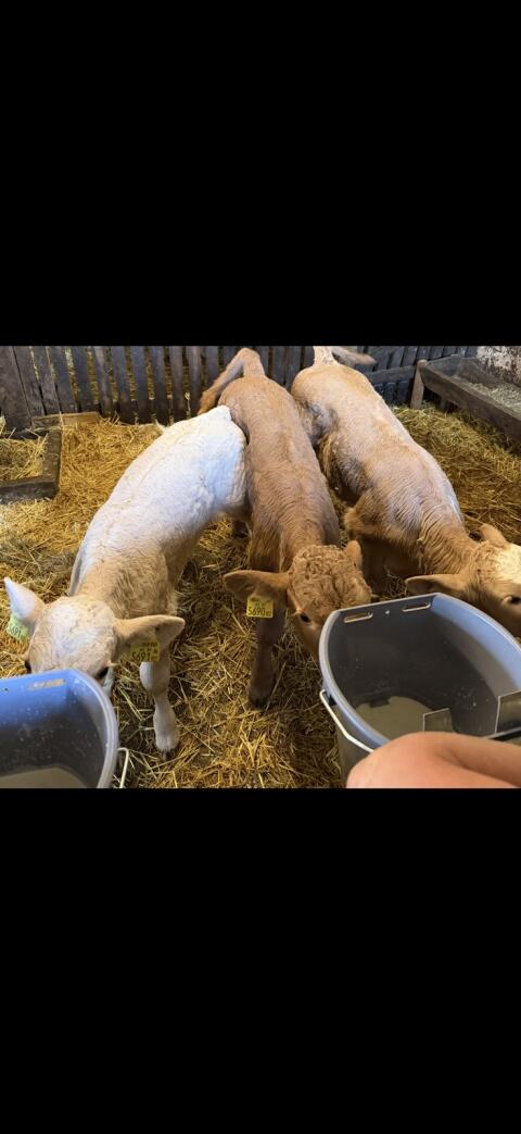 Suche Kalb