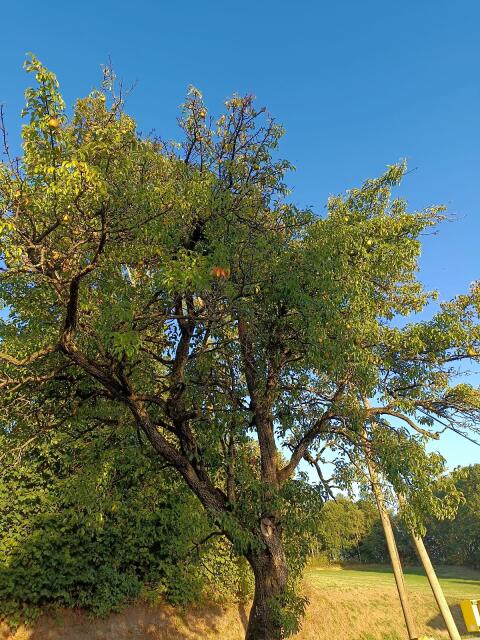 Birnen, Gute Luise