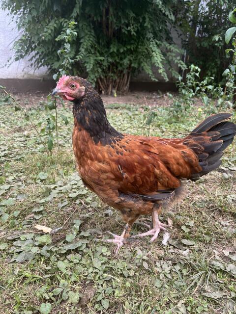 Mix-Hahn, Marans, Hahn, Huhn, Henne, Hühner, Küken