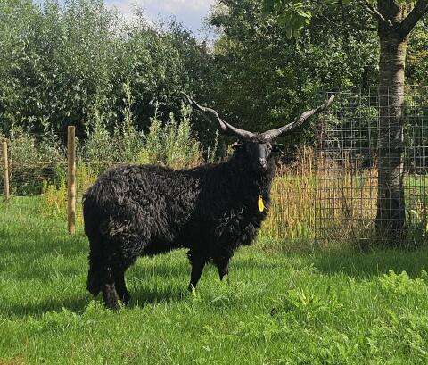 Zackelschaf-Widder gesucht
