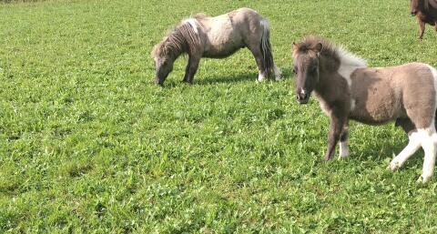 Minishettlandpony
