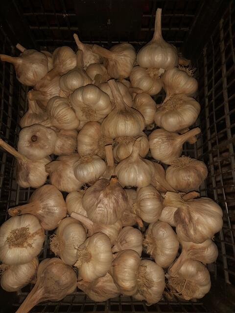 Knoblauch
