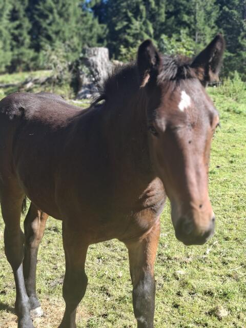 Stella, Noriker-Stute