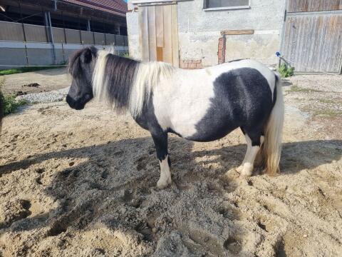 Shetty-Stute, Shetlandpony